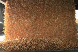 En el periodo de enero a agosto pasados, las importaciones de México de maíz blanco se dispararon 267.7% respecto al mismo lapso del año anterior.