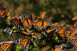 Mariposas monarcas resisten ante nevadas