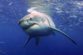 ¡Qué susto!, tiburón blanco salta y se comió el pez que una familia había pescado