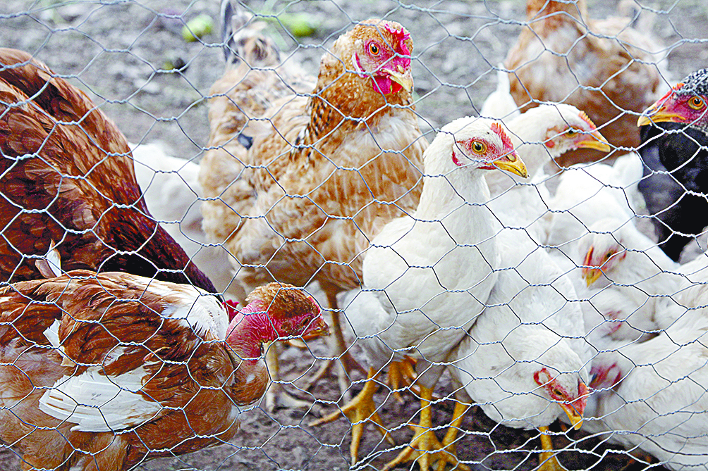 Eliminan focos de influenza aviar