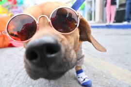 Las familias disfrutarán de la clase de ZumbaDog junto a sus mascotas durante el Neón Dog Fest.