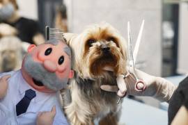 Las mascotas podrán presumir nuevo look a precios bajos, ya que las veterinarias de las populares farmacias del Dr. Simi, llamadas SimiPet Care, anunciaron la incorporación del nuevo servicio de estética.