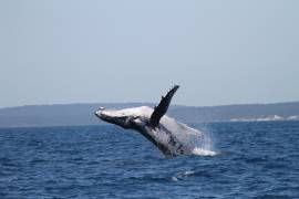 Esta fotografía, facilitada por la Pacific Whale Foundation en mayo de 2026, muestra una ballena jorobada saltando fuera del agua frente a la costa de Australia.