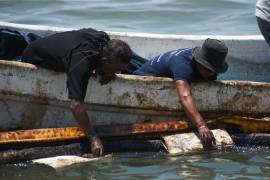 Organizaciones advirtieron sobre la muerte de especies como tortugas y manatíes y riesgos para familias pesqueras.