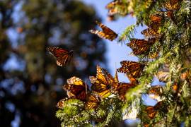 Viaje. Las mariposas llegan a los bosques del centro del país para reproducirse y pasar el invierno.