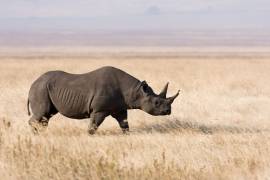 Monitorean a rinocerontes en Tanzania, con sensores implantados en sus cuernos