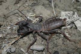 Debes saber que la temporada de vinagrillos se presenta durante la época de lluvias, es decir, de mayo y hasta octubre, pues la humedad es el ambiente adecuado para ellos.