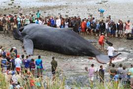 Mueren dos ballenas encalladas en playas de Brasil