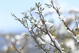 No se esperan temperaturas lo suficientemente bajas ni probabilidades de lluvia que propicien la caída de nieve.