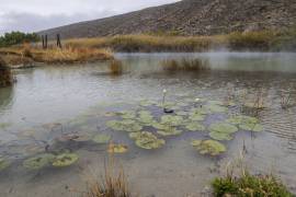 Preservarán ecosistemas en Cuatro Ciénegas