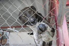 ¿Estás buscando adoptar? Conoce a estos adorables lomitos