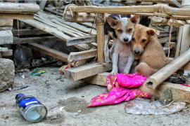 Los perros callejeros también merecen respeto; la indiferencia del humano los condena al abandono y la mayoría de las veces son objetos de abusos.