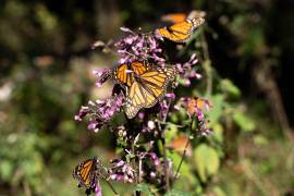 Normalmente, las mariposas comienzan a observarse a finales de septiembre o principios de octubre, entrando al país a mediados de octubre, pero este año su llegada se registró hasta el 21 de octubre en Acuña, Coahuila.