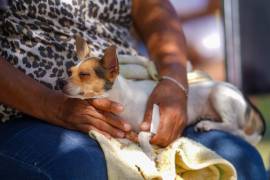 En las instalaciones del DIF se ofrecen servicios de esterilización y vacunación para perros y gatos.