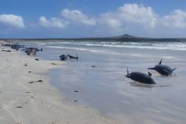 Casi 100 ballenas murieron en Nueva Zelanda, quedaron varadas