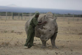 Empeora la salud del último rinoceronte blanco del norte del mundo