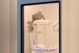 El pasado 27 de diciembre un escenario inusual fue captado en el área de quirófanos del HRAE del ISSSTE en Acapulco, Guerrero, tres ejemplares de mapache escalaban por las lámparas de la zona esterilizada del reciente nosocomio inaugurado.