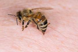 No hay ningún motivo para que las abejas causen picaduras, pues son insectos inofensivos. Sin embargo, es una acción que sólo realizan en defensa propia.