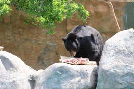 El oso negro es la especie que más recibe atención en el museo.