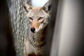 El animal fue identificado como un coyote de mediana edad el cual fue rescatado y puesto bajo resguardo.