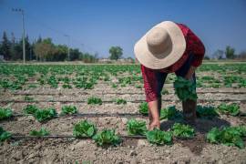 FDA de Estados Unidos se retractó de una declaración anterior en la que afirmaba que una muestra de lechuga mexicana empleada por Taylor Fresh Foods había dado positivo a ciclosporiasis.