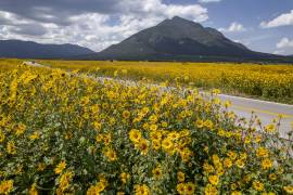 Entre los campos cercanos al ejido El Diamante y Sierra Hermosa, el color amarillo del pocolote resalta al ras de la tierra, generando un paisaje visualmente llamativo.