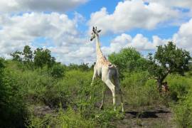 Última jirafa blanca del mundo estará controlada por GPS en Kenia