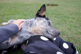 La contaminación ambiental también está enfermando a nuestras mascotas.