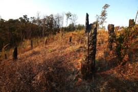 Bosque deforestado para sembrar aguacate en la comunidad del Capulín en Ocuilan de Arteaga, Estado de México (México)