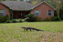 Fotografía del 9 de marzo de 2020 cedida por la Comisión de la Fauna y la Pesca de Florida (FWC) donde aparece un cocodrilo mientras pasea frente a una casa en Florida. EFE/Tony Young/FWC