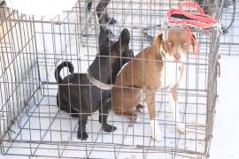 La unidad móvil rehabilitada permite llevar el servicio gratuito a diversas colonias, ampliando la cobertura y facilitando el acceso a atención veterinaria.