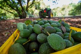 Estados Unidos reanudó sus actividades oficiales en Michoacán y las exportaciones de aguacate hacia su territorio, informó el embajador Ronald Johnson.