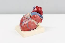 La Sociedad Interamericana de Cardiología advierte que los esfuerzos que se realizan para reducir la morbilidad y la mortalidad prematura por enfermedades cardiovasculares son insuficientes.