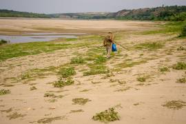 Un hombre transporta leña por una zona que normalmente está sumergida por las aguas del río Danubio, en medio de los bajos niveles de agua en Rasova, Rumania, el lunes 3 de agosto de 2026.