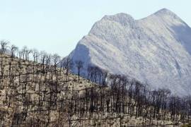 Más de 3 mil 500 hectáreas arrasó el incendio de 2021 en La Pinalosa, en la Sierra de Arteaga