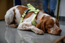 Con este distintivo, Saltillo se consolida como un referente nacional en buenas prácticas de gestión pública y uso eficiente del recurso hídrico, en beneficio directo de la ciudadanía.