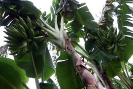 Lluvias reducen en 75% producción plátano en Colima