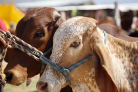 Criadores y vendedores de ganado cuidan de sus animales ante la presencia de gusano barrenador en Durango