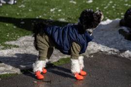 Cuando llega el frío, los dueños de mascotas se preguntan cómo mantener a sus animales seguros y cómodos.
