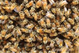 Un enjambre de abejas causó pánico entre los visitantes del Panteón Municipal Guadalupe en Monclova.