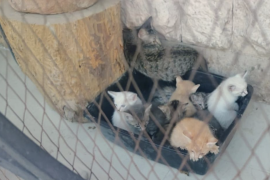 La felina permaneció junto a su camada pese al humo y las llamas.