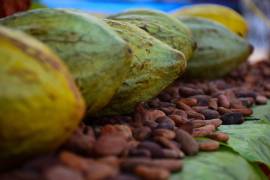 El cacao mexicano se produce principalmente en Tabasco, Chiapas y Guerrero. En 2022, el país generó más de 28 mil toneladas y ocupó el lugar 14 en el ranking global. FOTO: CUARTOSCURO.