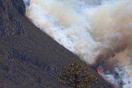 Dado que el incendio apenas comenzó en este día, la SMA todavía no tiene un dato concreto sobre cuántas hectáreas de fauna han sido consumidas en la zona