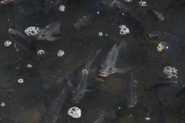 El lago presenta problemas de sobrepoblación de peces, por lo que se realiza pesca de control todos los lunes.