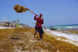 Trabajadores del Ayuntamiento Benito Juárez recolectando sargazo en Playa Delfines de la Zona Hotelera.