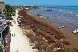 Sargazo fétido invade costas de Quintana Roo