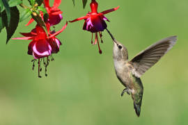 El fascinante mundo de los colibríes, un vuelo al que invita el Museo de las Aves de Saltillo
