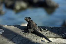 En esta foto del 2 de mayo de 2020, una iguana marina toma el sol al borde de un paseo marítimo en San Cristóbal, Islas Galápagos, Ecuador.