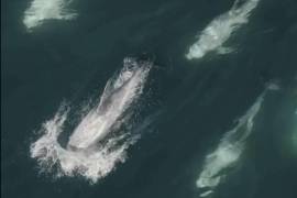 Esta imagen proporcionada por Monterey Bay Whale Watch muestra un grupo de delfines en la bahía Carmel en la costa central de California.