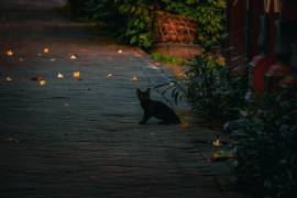 A pesar de los cambios sociales, el estigma sobre los gatos negros persiste hasta nuestros días.